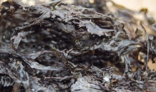 干海苔条清洗方法 干海苔条清洗方法视频