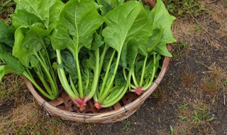 菠菜的营养价值及功效(菠菜的营养价值及功效和作用)