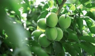 青梅怎么吃(青梅怎么吃法)