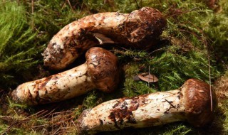 松茸菇的功效与作用 松茸菇的功效与作用禁忌