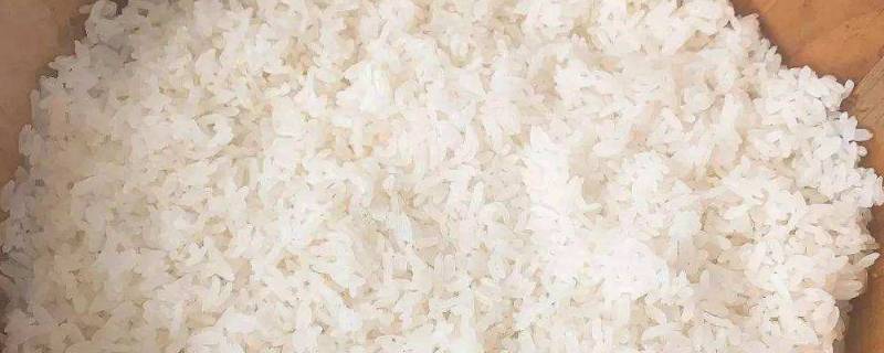 蒸饭木桶要买哪种木头