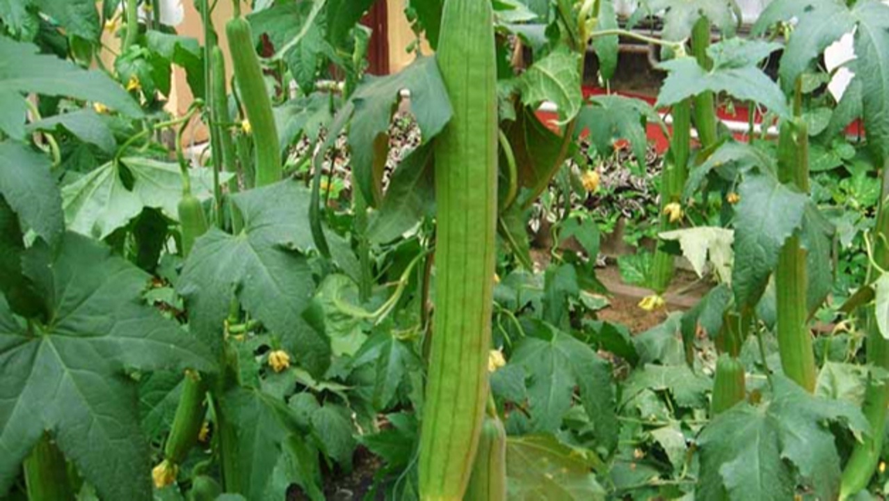 水瓜和丝瓜一样吗,两者有什么区别