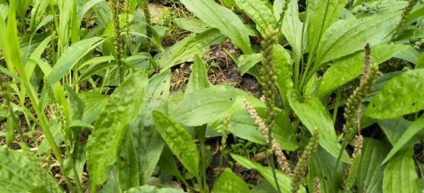 车前草和车前子的区别