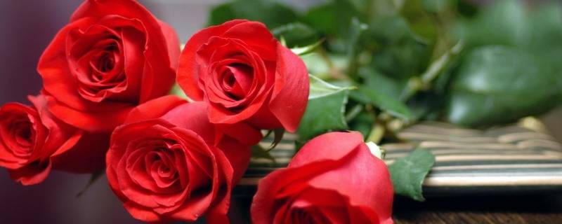 红玫瑰指的是什么人