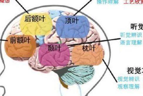 大脑发育