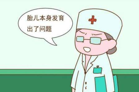 胚胎停育