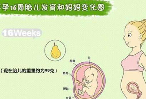 怀孕四个月胎儿有多大