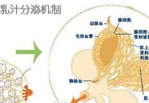 乳汁
