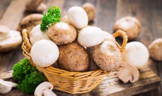 松蘑和榛蘑哪个贵(松蘑和榛蘑哪个好)