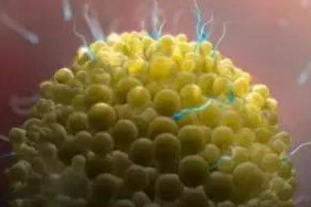 怀孕最快几天有感觉