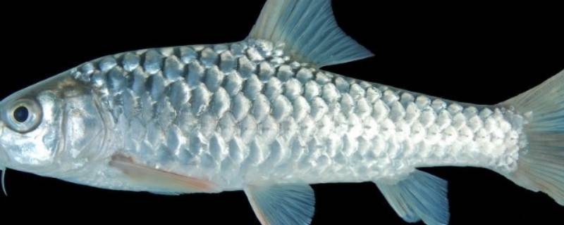 鱼放在冰箱保鲜一天一夜可以吗