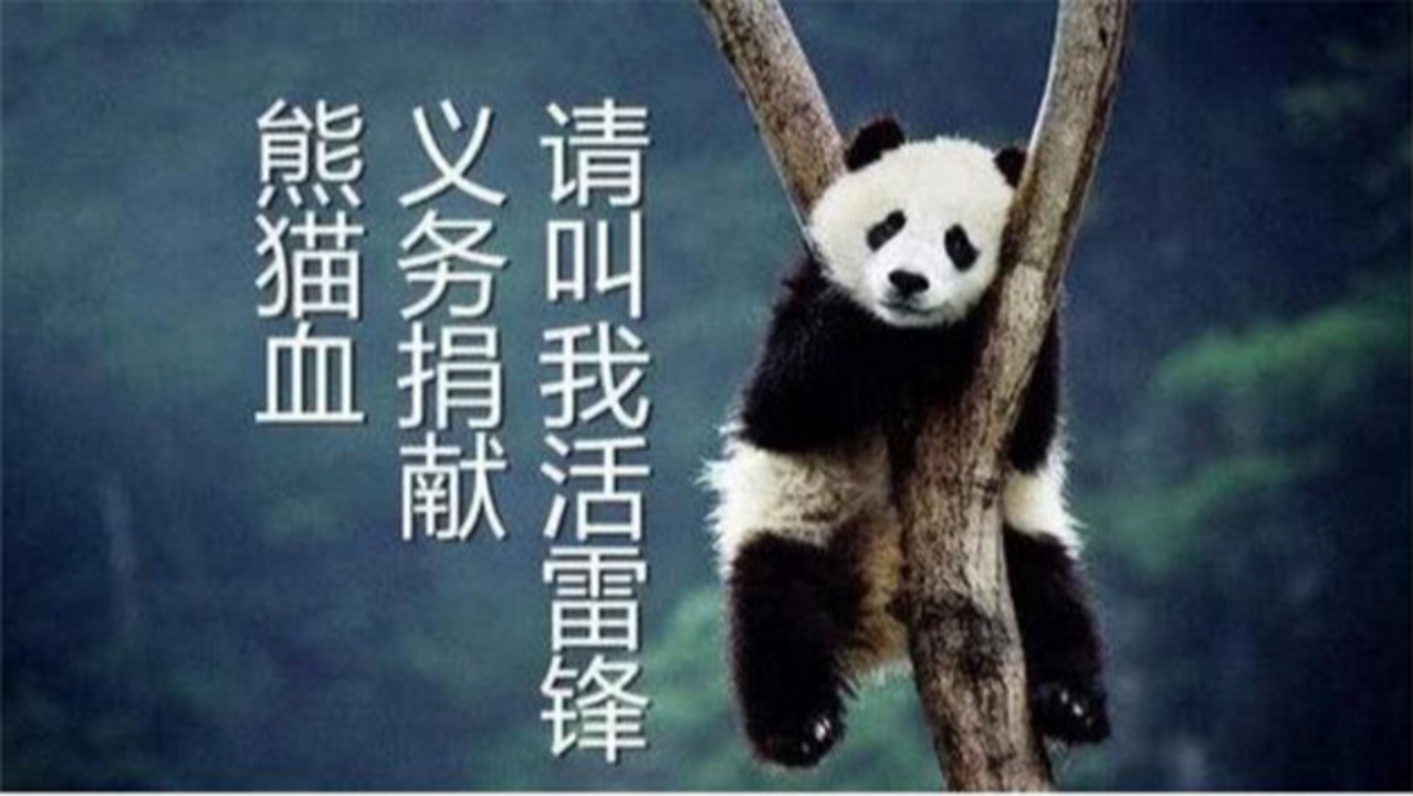ab型血为什么叫黄金血或者熊猫血?有什么原因吗?
