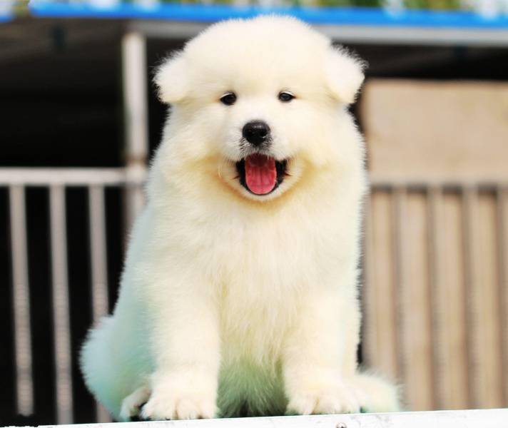 1568106521339441.jpg 孕妇可以喝茶吗