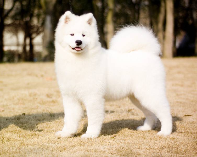 1568106529865669.jpg 绿茶的功效与作用