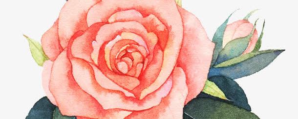 粉玫瑰花茶怎么泡